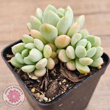 Load image into Gallery viewer, Sedeveria Spring Jade