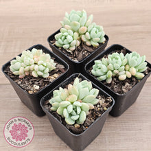 Load image into Gallery viewer, Sedeveria Spring Jade