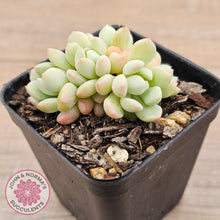 Load image into Gallery viewer, Sedeveria Spring Jade