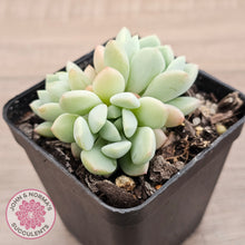 Load image into Gallery viewer, Sedeveria Spring Jade