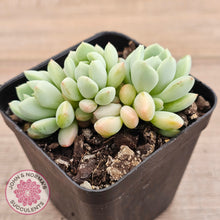 Load image into Gallery viewer, Sedeveria Spring Jade