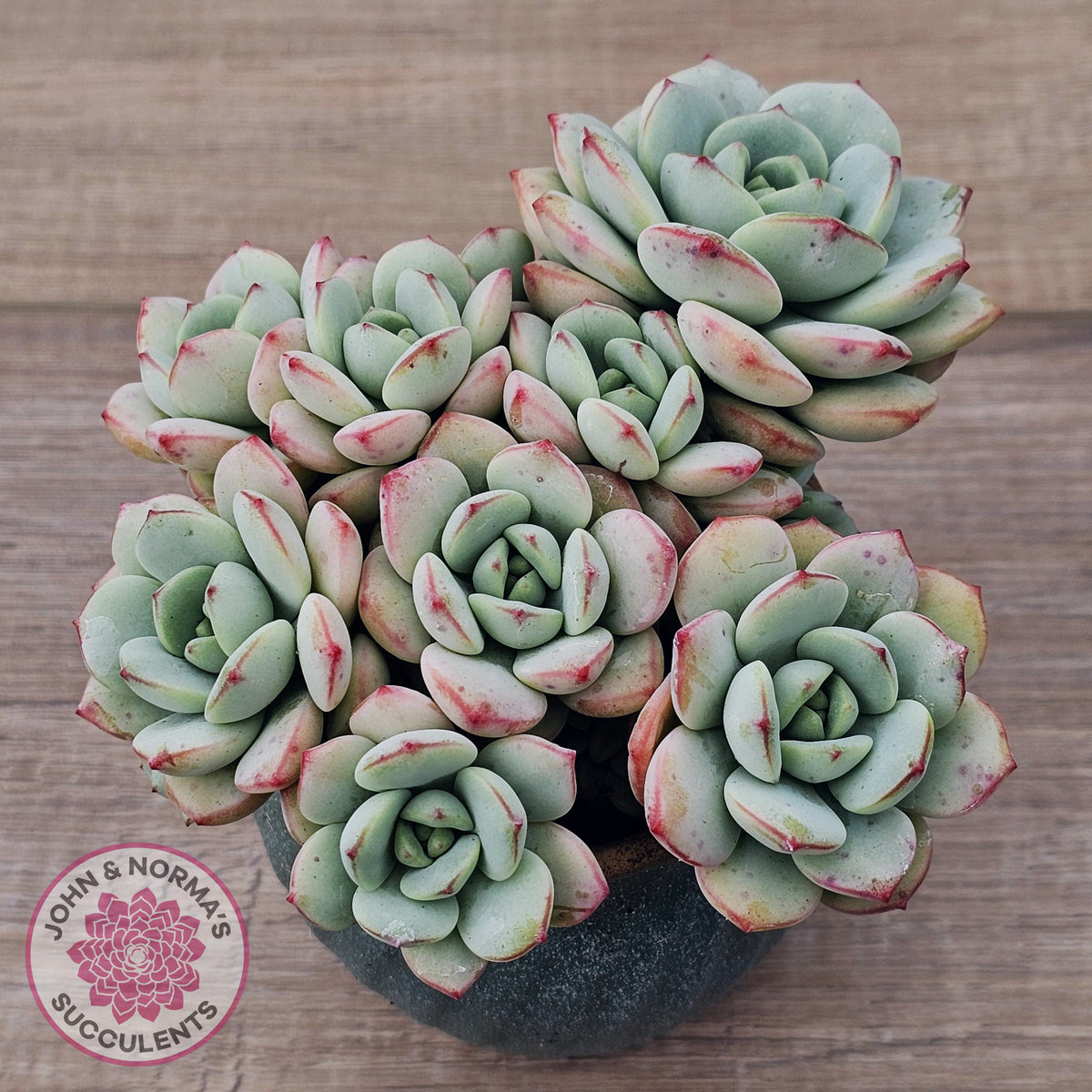 Sedeveria 'Vanilla Bis'