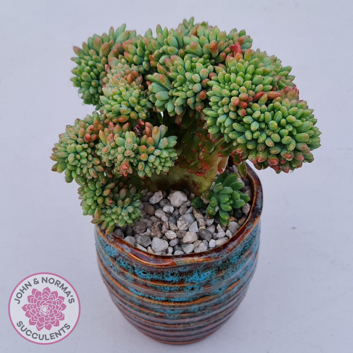 Sedum 'Alice Evans' Crest