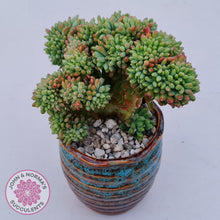 Load image into Gallery viewer, Large Sedum Alice Evans crested plant, with a mass of crested heads, showing vibrant orange red leaf tips. Complimented by beautiful tall aquamarine ceramic pot, with orange copper highlights, complimenting colours of plant.