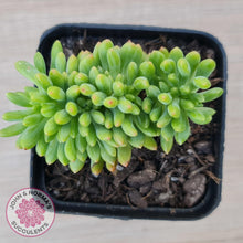 Load image into Gallery viewer, Sedum Alice Evans Crest - John & Norma's Succulents Australia