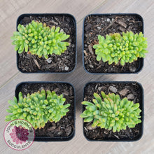 Load image into Gallery viewer, Sedum Alice Evans Crest - John & Norma's Succulents Australia