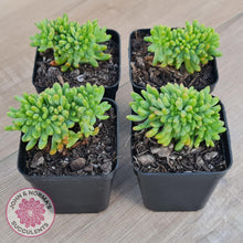 Load image into Gallery viewer, Sedum Alice Evans Crest - John & Norma's Succulents Australia