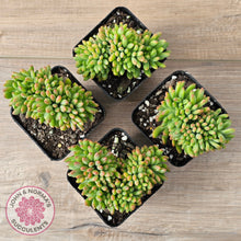 Load image into Gallery viewer, Sedum Alice Evans Crest