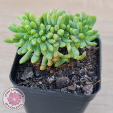 Load image into Gallery viewer, Sedum Alice Evans Crest - John & Norma's Succulents Australia