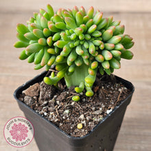 Load image into Gallery viewer, Sedum Alice Evans Crest