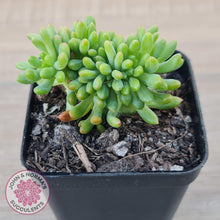 Load image into Gallery viewer, Sedum Alice Evans Crest - John & Norma's Succulents Australia