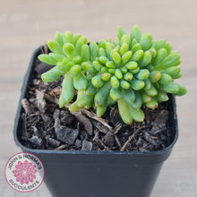 Load image into Gallery viewer, Sedum Alice Evans Crest - John & Norma's Succulents Australia