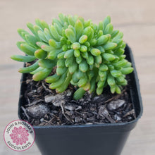 Load image into Gallery viewer, Sedum Alice Evans Crest - John & Norma's Succulents Australia