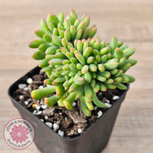 Load image into Gallery viewer, Sedum Alice Evans Crest