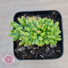 Load image into Gallery viewer, Sedum Alice Evans Crest - John & Norma's Succulents Australia