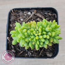 Load image into Gallery viewer, Sedum Alice Evans Crest - John & Norma's Succulents Australia