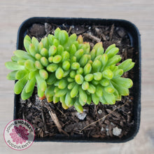 Load image into Gallery viewer, Sedum Alice Evans Crest - John & Norma's Succulents Australia