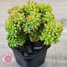 Load image into Gallery viewer, Sedum 'Alice Evans' Crest