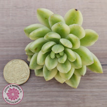 Load image into Gallery viewer, Sedum 'Alice Evans' Variegata - Cutting