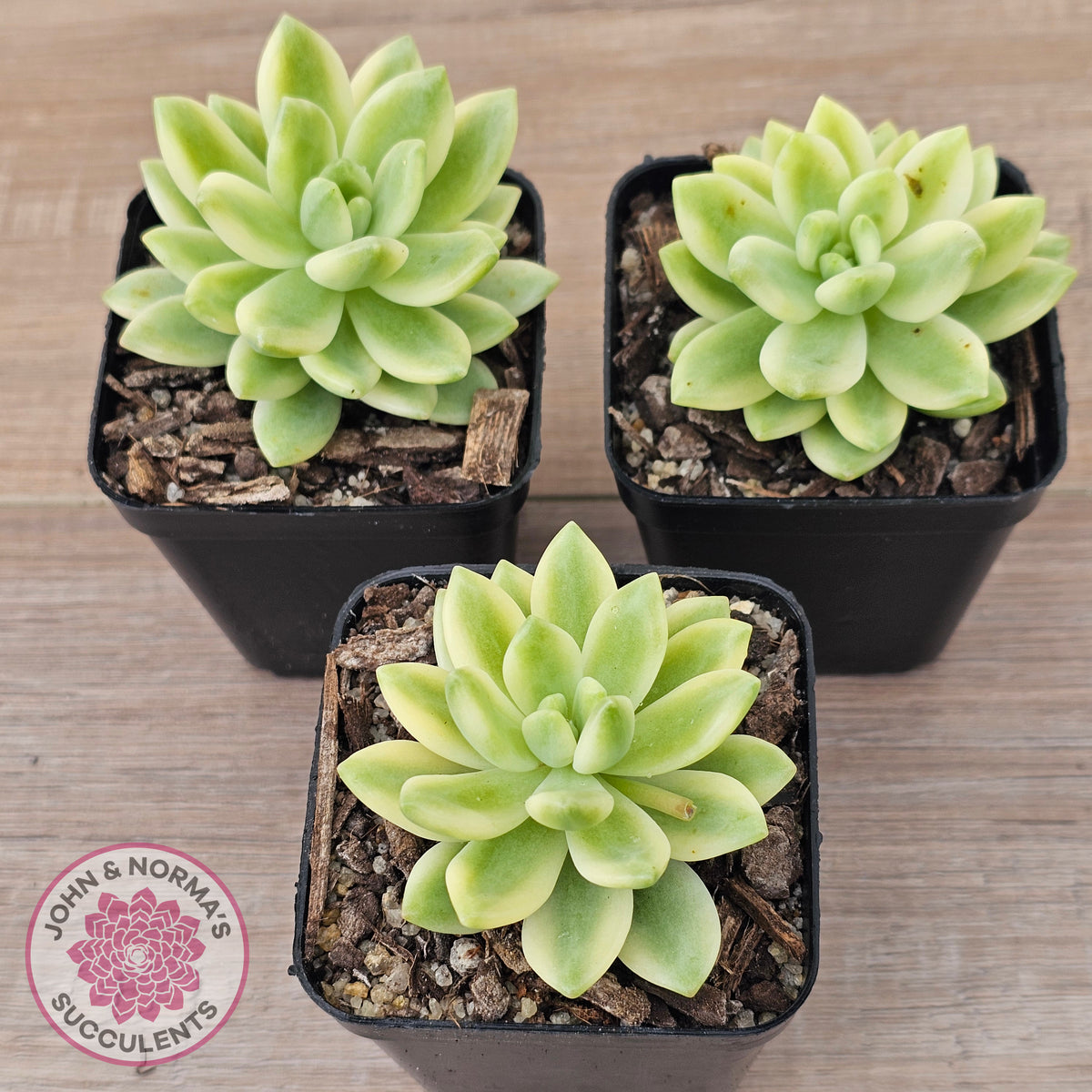 Sedum 'Alice Evans' Variegata