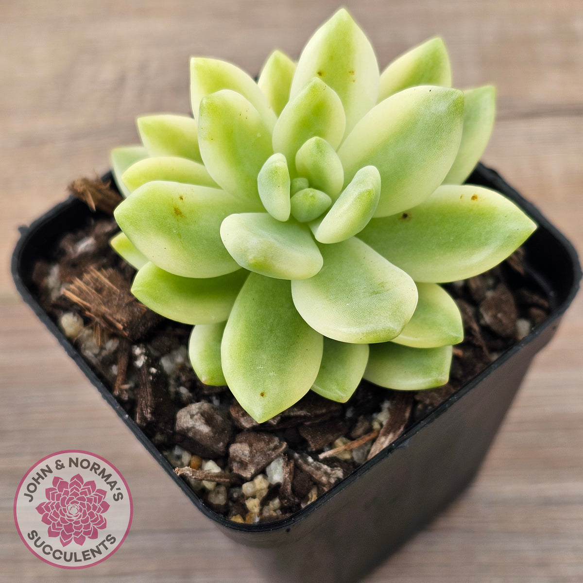 Sedum 'Alice Evans' Variegata