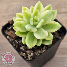 Load image into Gallery viewer, Sedum 'Alice Evans' Variegata