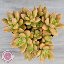 Load image into Gallery viewer, Sedum 'Alice Evans' (Large multi)