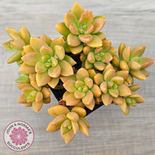 Load image into Gallery viewer, Sedum 'Alice Evans' (Large multi)
