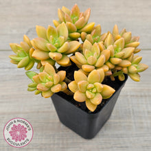 Load image into Gallery viewer, Sedum 'Alice Evans' (Large multi)