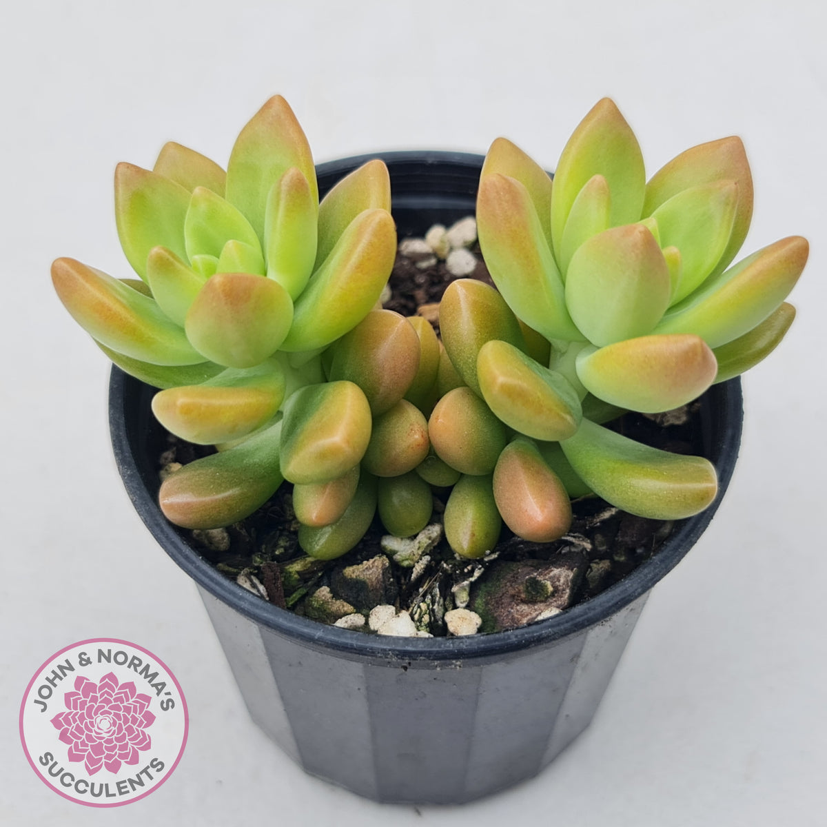 Sedum 'Alice Evans'