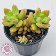 Load image into Gallery viewer, Sedum 'Alice Evans'