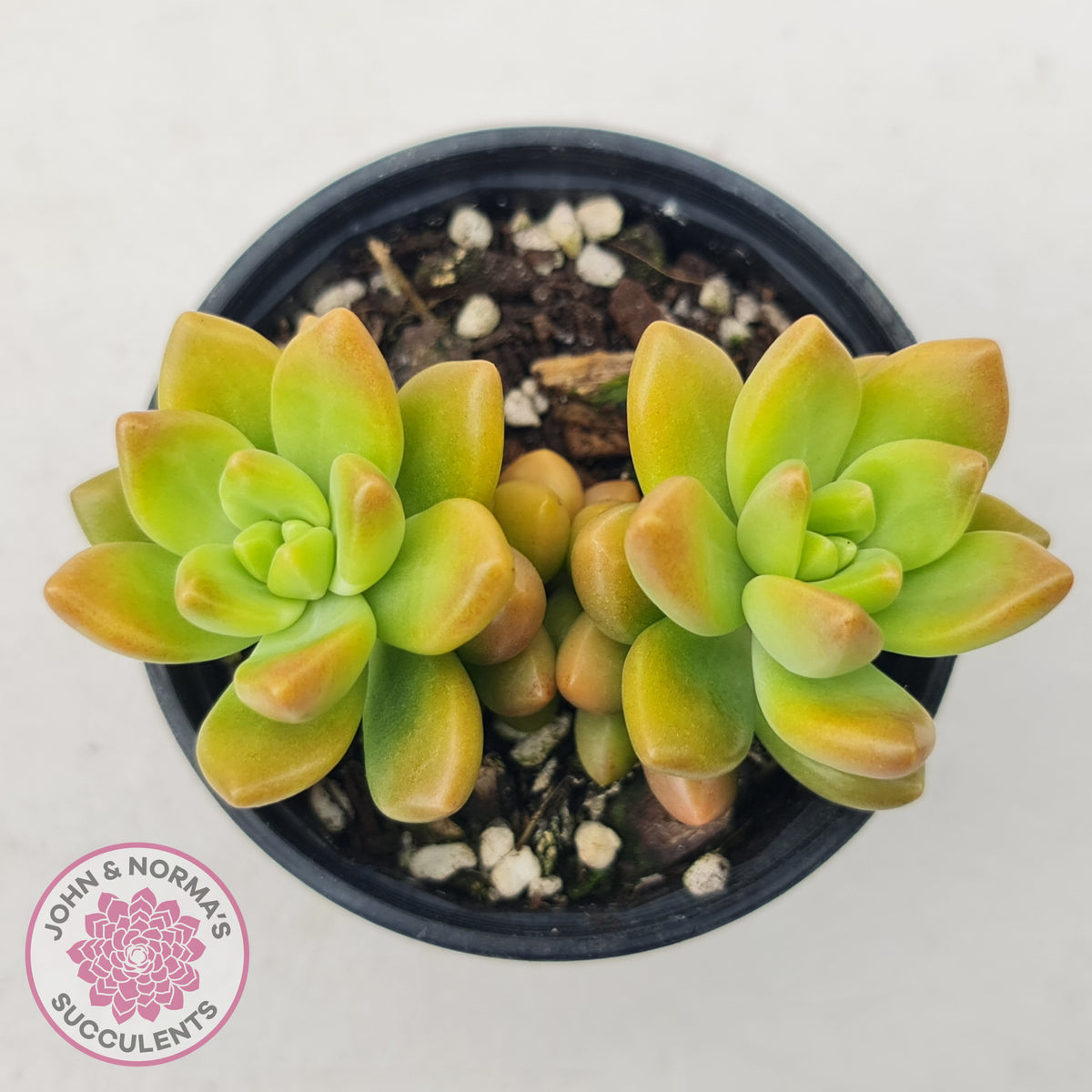 Sedum 'Alice Evans'
