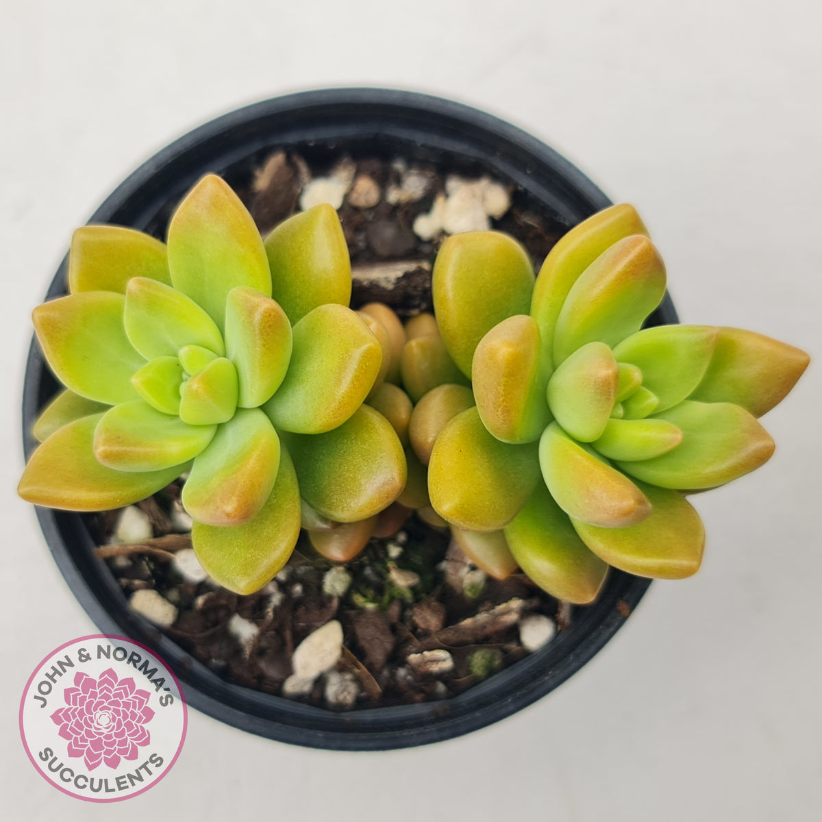 Sedum 'Alice Evans'