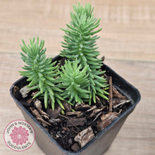 Load image into Gallery viewer, Sedum americanum