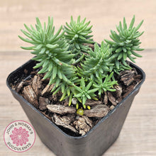 Load image into Gallery viewer, Sedum americanum