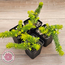 Load image into Gallery viewer, Sedum 'Angelina'