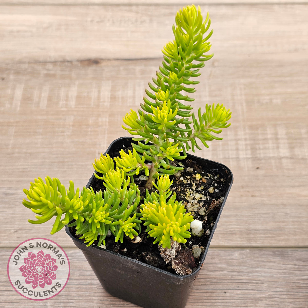 Sedum 'Angelina'