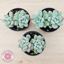 Load image into Gallery viewer, Sedum Comic Tom - (multi)