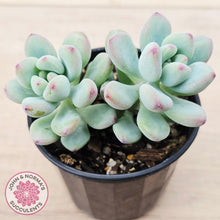 Load image into Gallery viewer, Sedum Comic Tom - (multi)