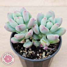 Load image into Gallery viewer, Sedum Comic Tom - (multi)
