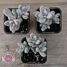 Load image into Gallery viewer, Sedum craigii