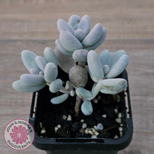 Load image into Gallery viewer, Sedum craigii