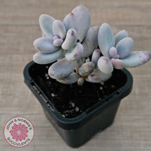 Load image into Gallery viewer, Sedum craigii