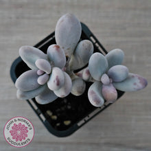 Load image into Gallery viewer, Sedum craigii