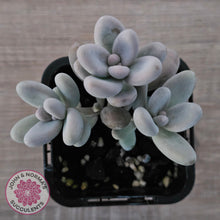 Load image into Gallery viewer, Sedum craigii