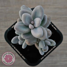 Load image into Gallery viewer, Sedum craigii