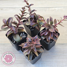 Load image into Gallery viewer, Sedum 'Dark Magic'