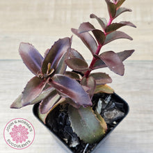 Load image into Gallery viewer, Sedum 'Dark Magic'