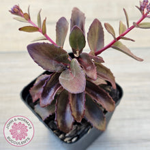 Load image into Gallery viewer, Sedum 'Dark Magic'