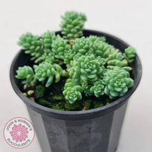 Load image into Gallery viewer, Sedum dasyphyllum major